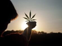 Abonos cannabis